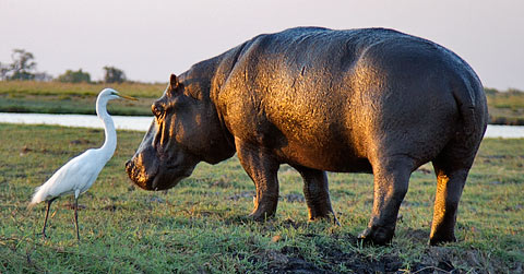 Hippopotomus grazing